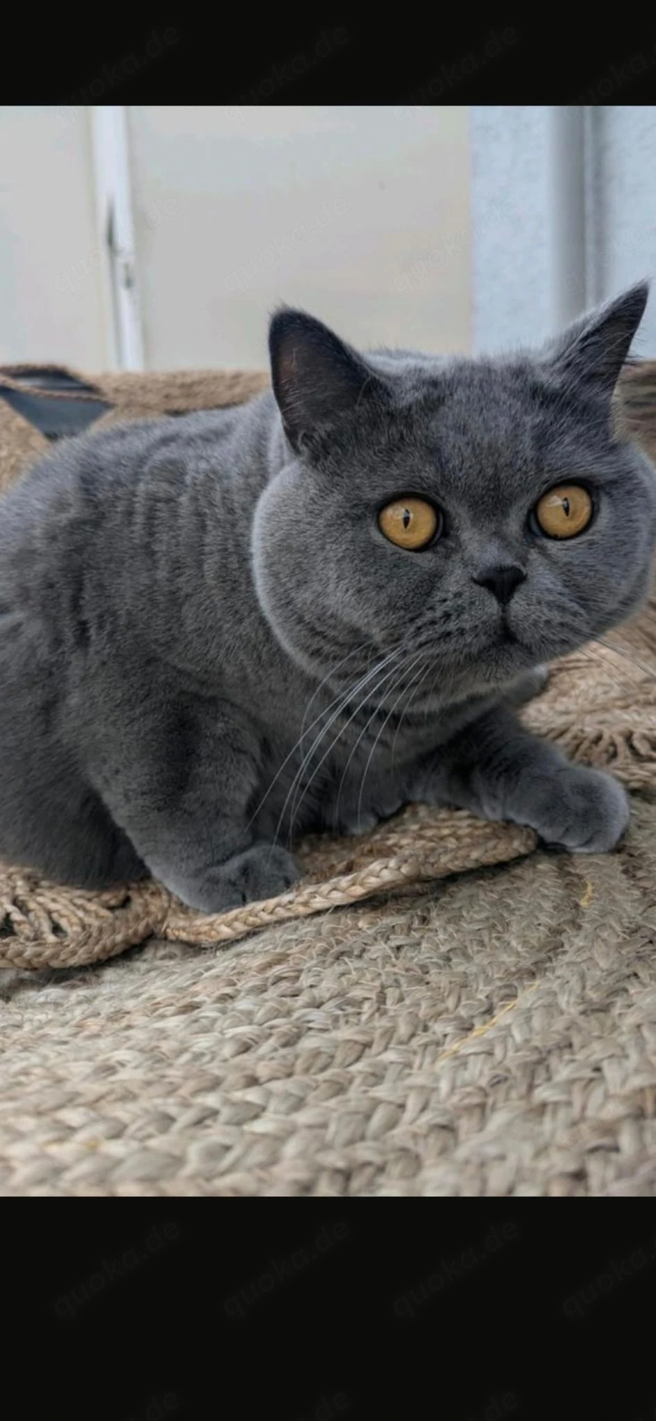 Kartäuser Kater