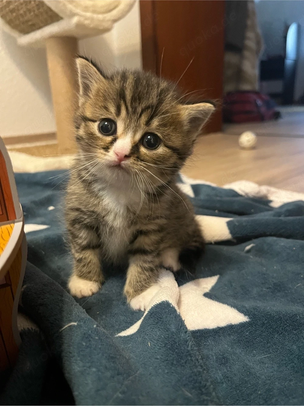 Baby katze sucht einen neuen zuhause 