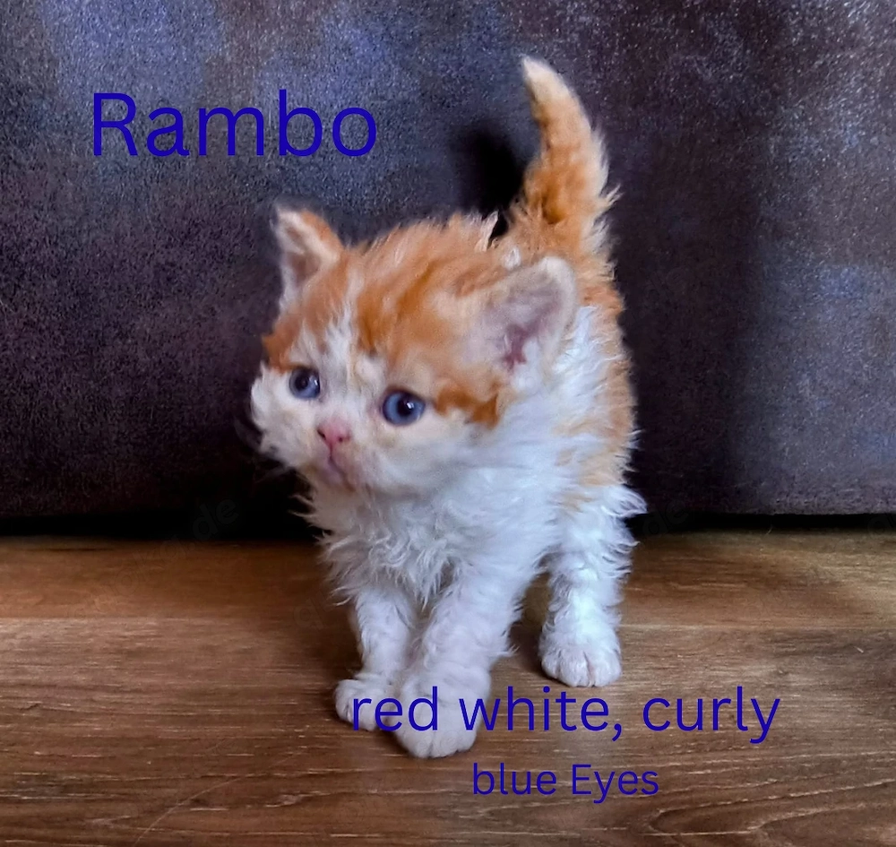 Selkirk Rex mit saphierblauen Augen. Noch Kater zu vergeben 