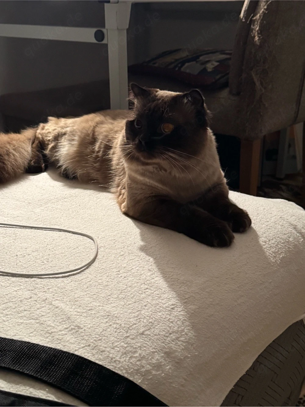 Anzeigentiel : Süßer Kater MEX, 1 Jahr alt, sucht ein neues Zuhause