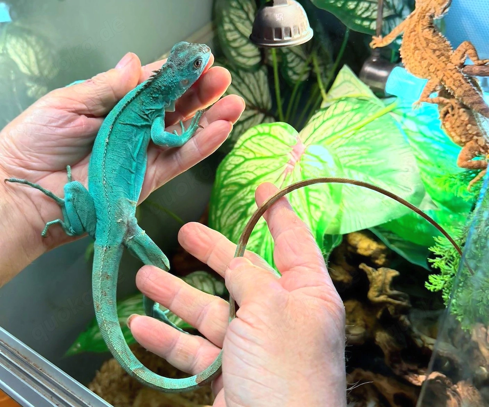 Grüner Leguan Iguana Iguana Blaue Zuchtform