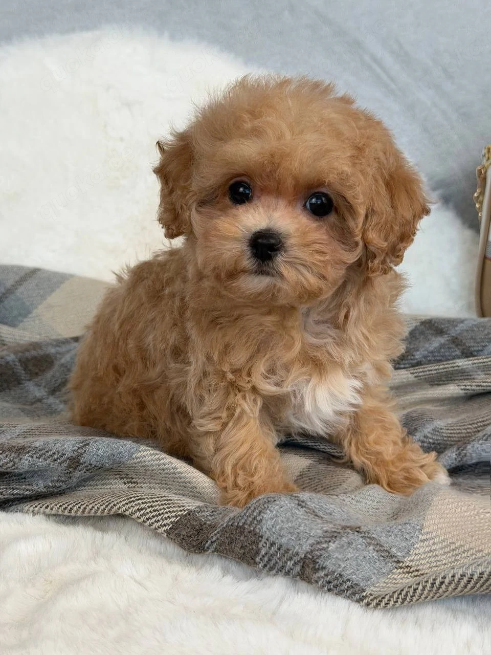Entzückende Maltipoo-Welpen   perfekte Familienbegleiter   
