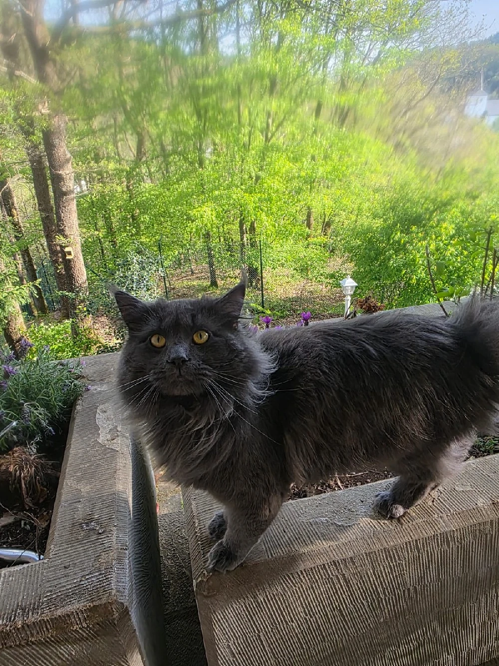 Maine Coon Kater