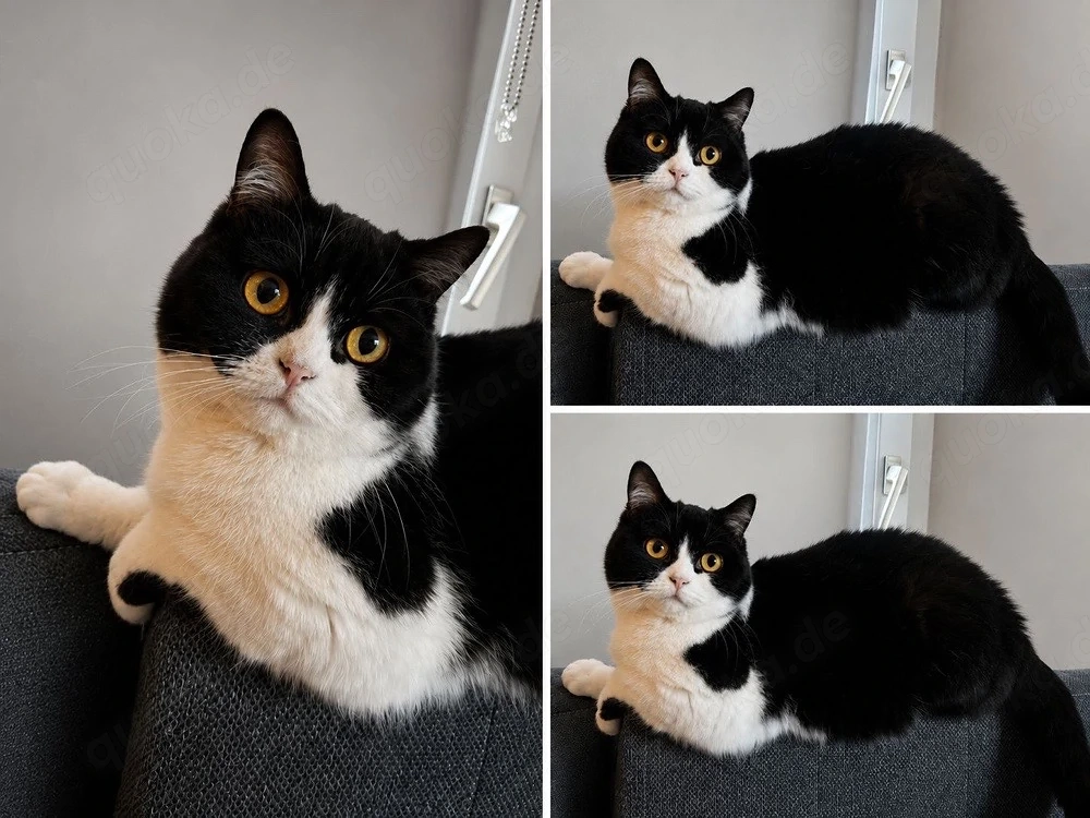 BKH Katze ida 