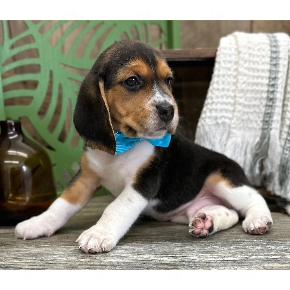 Beagle-Welpen abzugeben   Liebevolle Familien gesucht