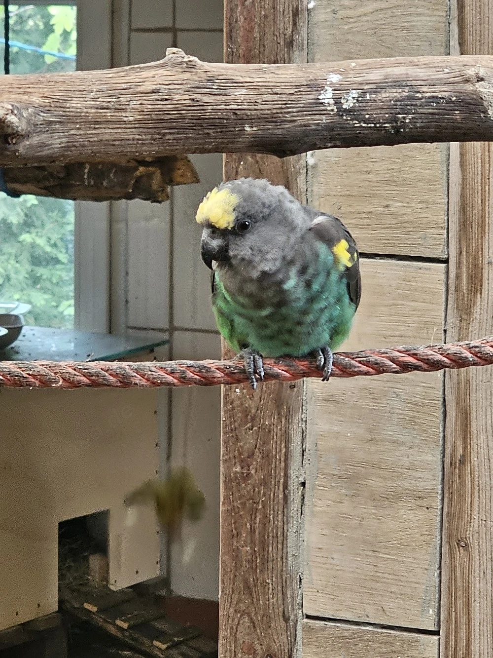 reserviert Goldbugpapagei  Meyerspapagei 0,1