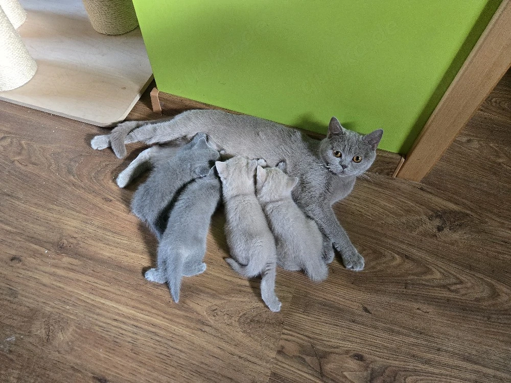 Süße British-Kurzhaar-Kitten suchen ein liebevolles Zuhause