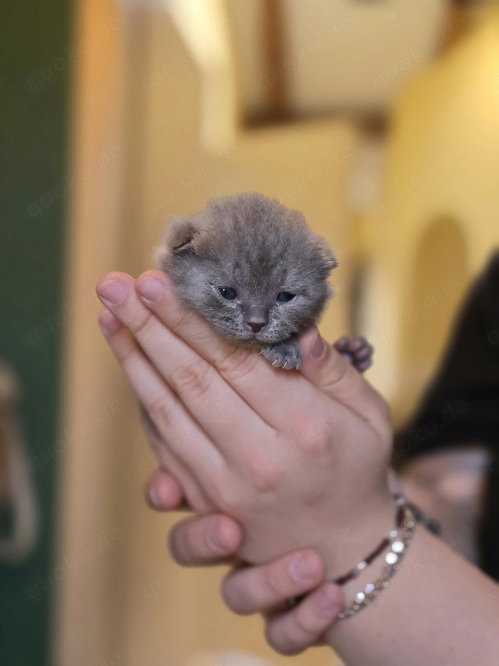 3 süße BKH kitten suchen ab Mitte Juli ein liebevolles Zuhause 