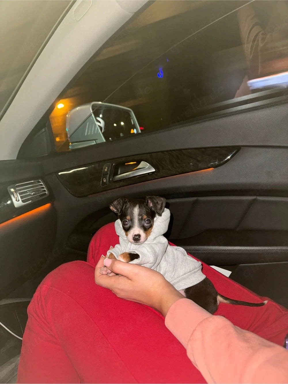zwergpinscher welpe 
