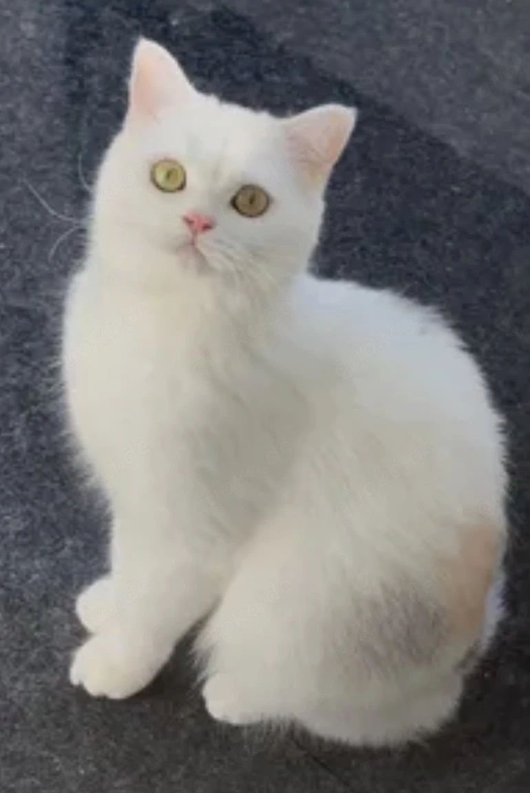 BKH weibliche Katze 4,5 Monate alt 