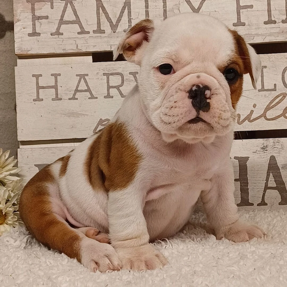 Englische Bulldogge sucht ein neues Zuhause!