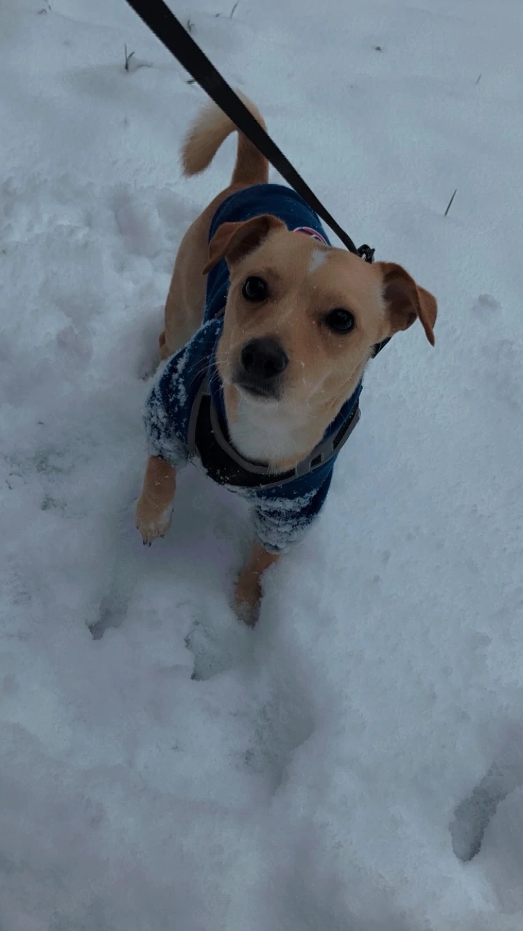 Jack Russel -Chihuaua Mix 