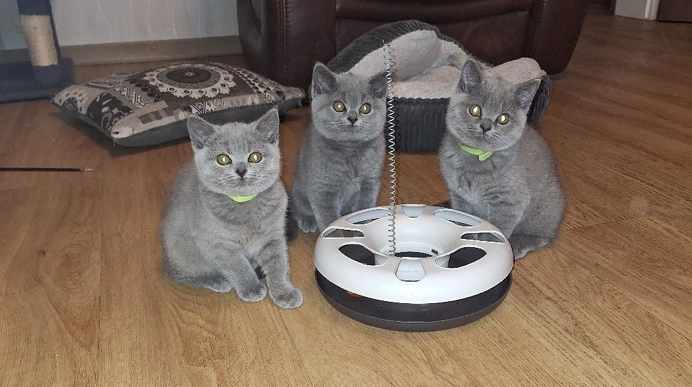 BKH Reinrassige Kitten Abgabe bereit. 