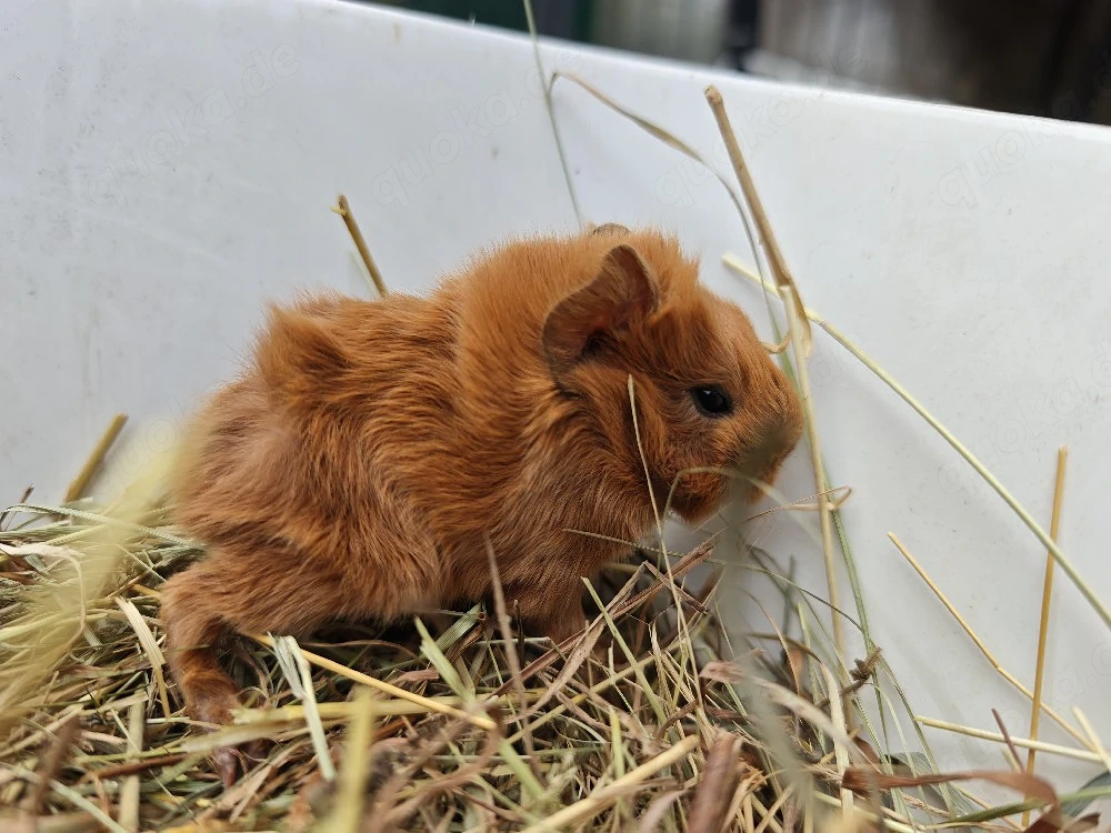 Peruaner Meerschweinchen Babys 
