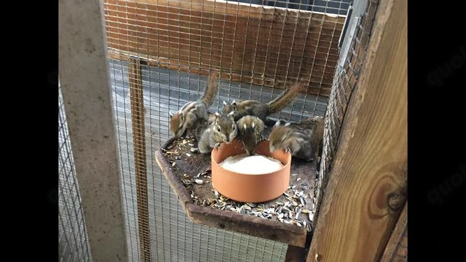 Baumstreifenhörnchen - Jungtiere  abzugeben 