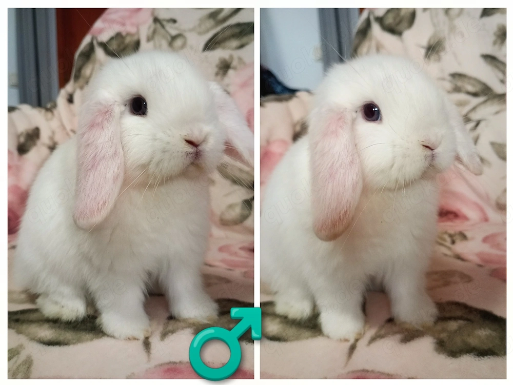 Reinrassige Minilop Mini Lop Zwergwidder 