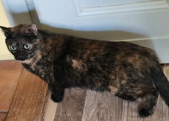 Gemütliche Schmusekatze Tala sucht Kuschelplätzchen