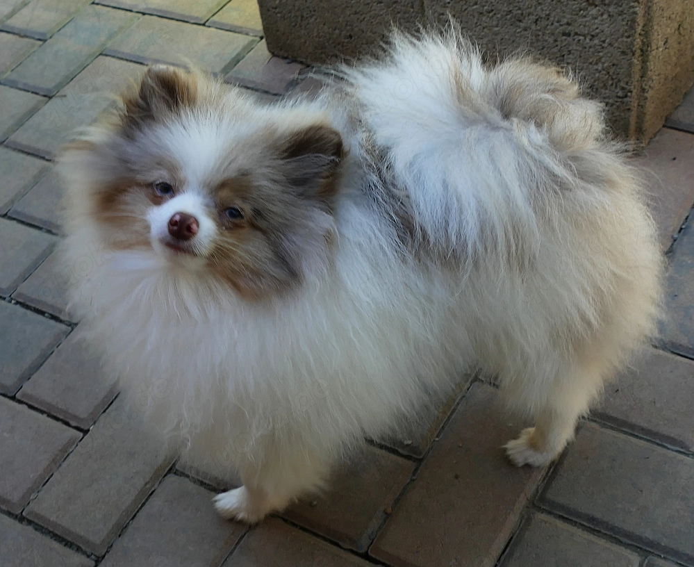 Typvoller Zwergspitz Pomeranian mit blauen Augen sucht tolles Zuhause