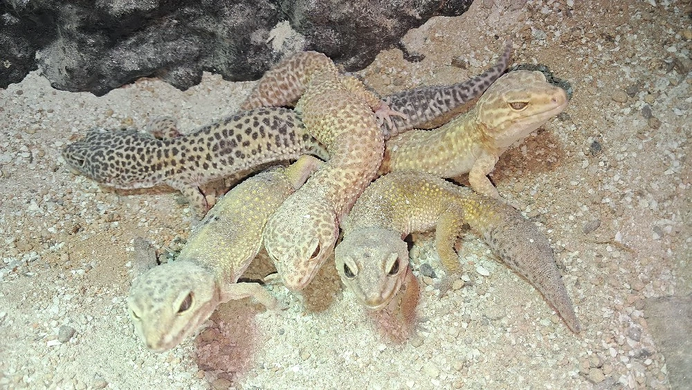 8 Leopardgeckos 