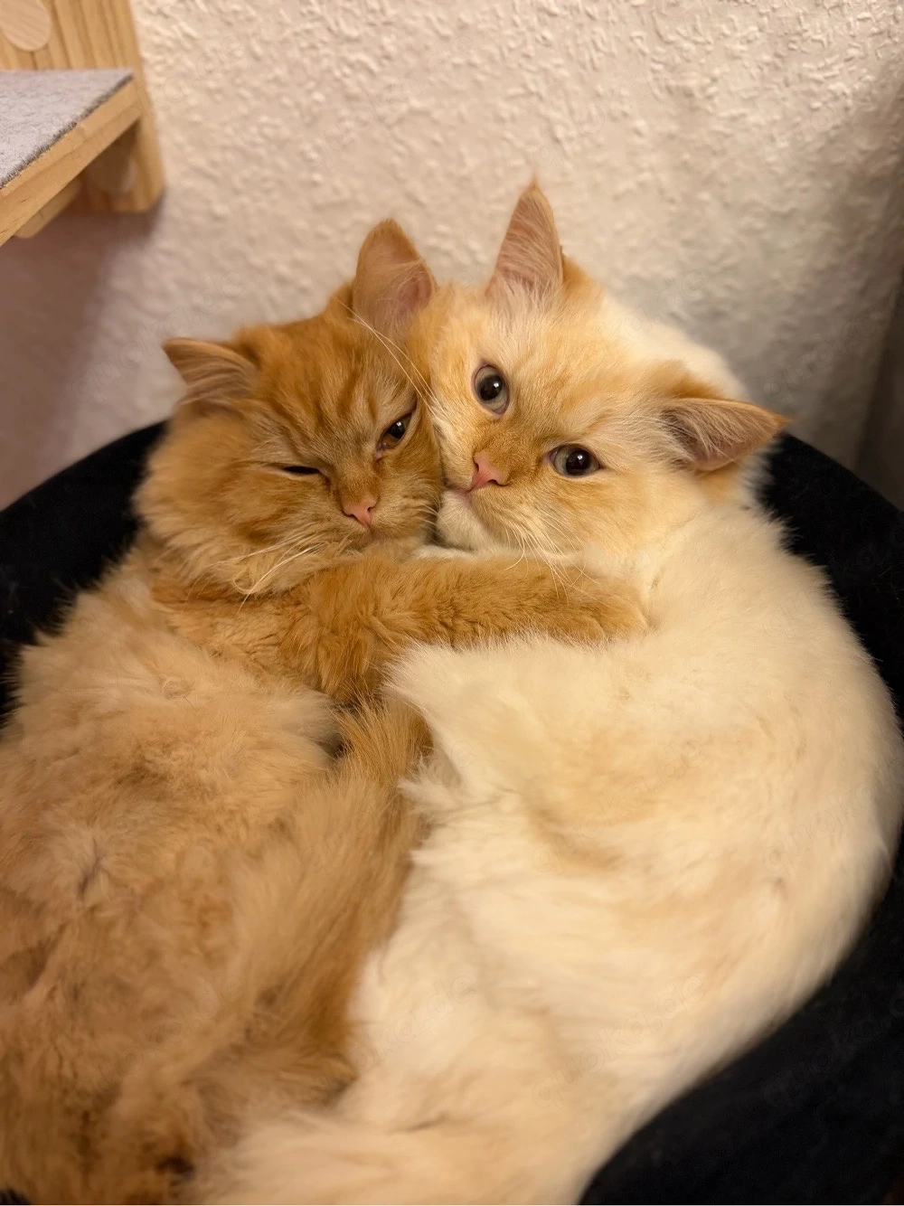 katzen Verkaufen