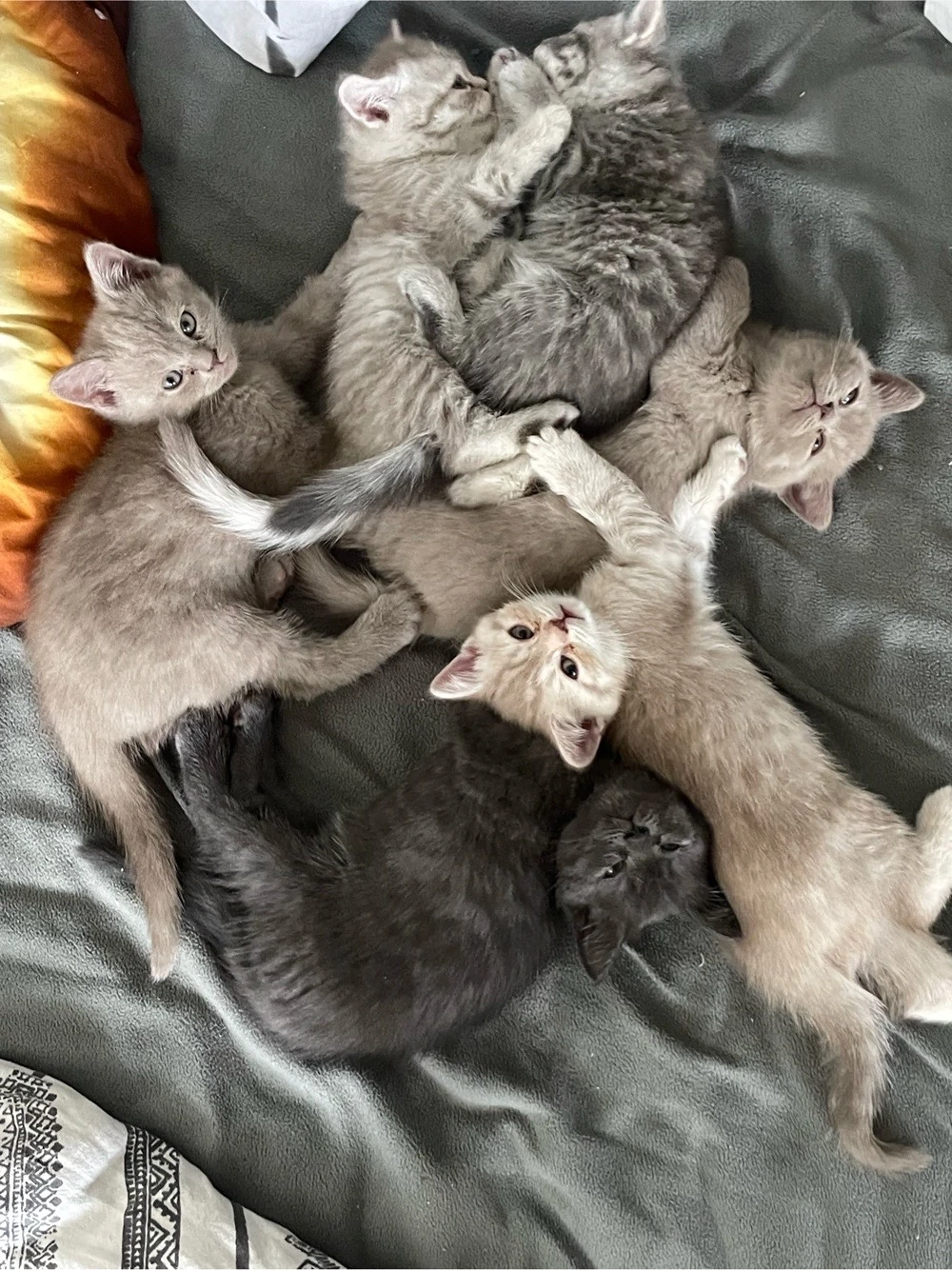 BKH Kitten British Kurzhaar