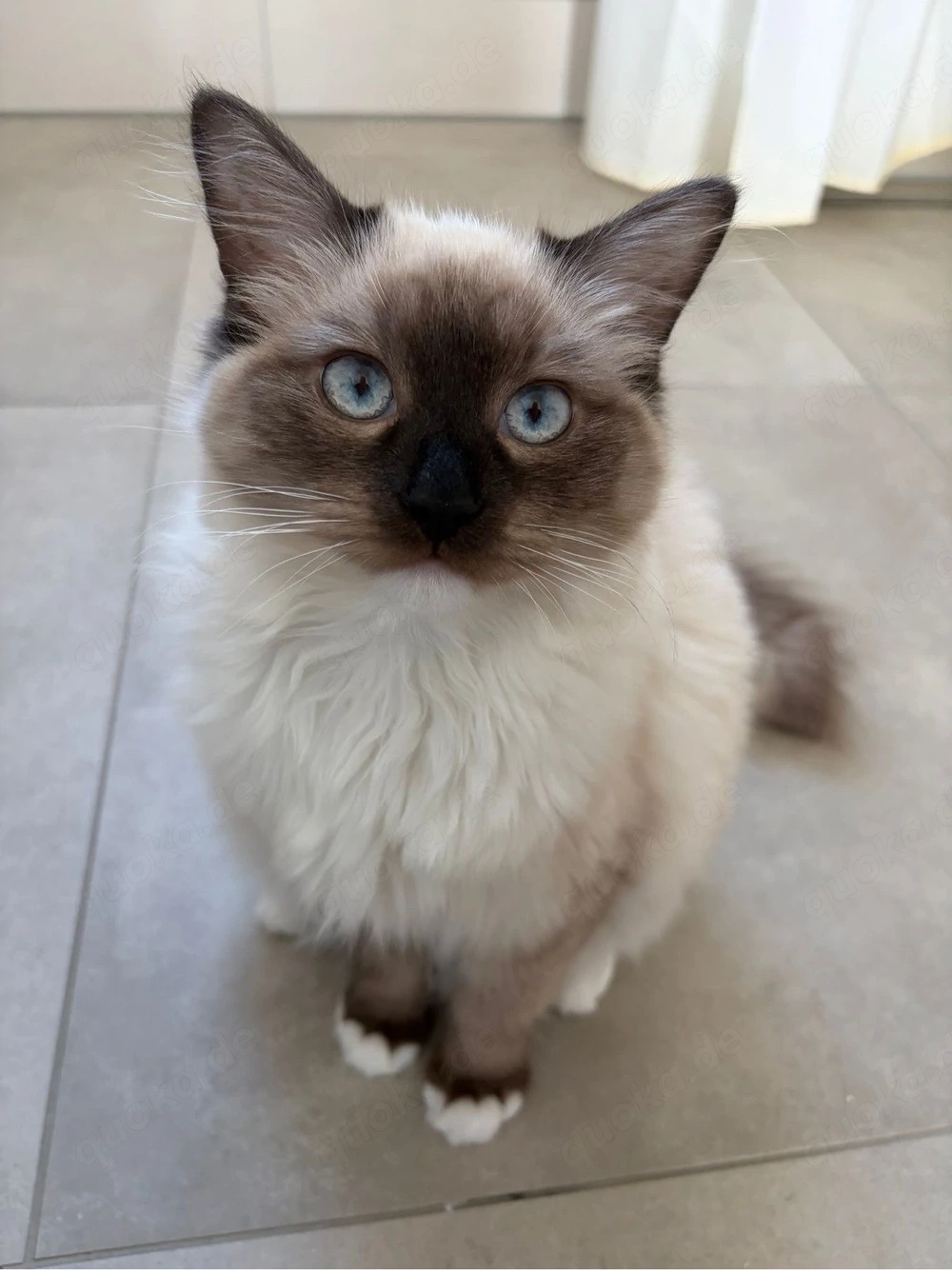 Wurfankündigung Ragdoll BKH