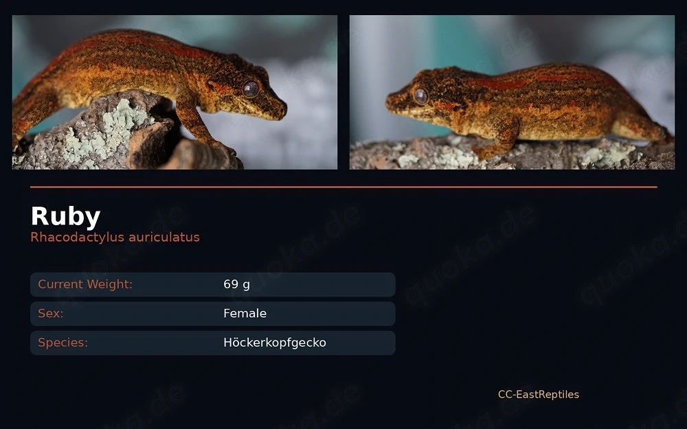 R. Auriculatus Hamm red striped 0.1 adult