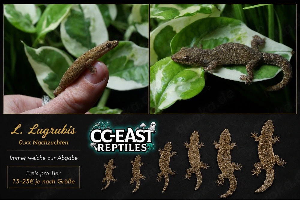 L. Lugubris Jungferngeckos