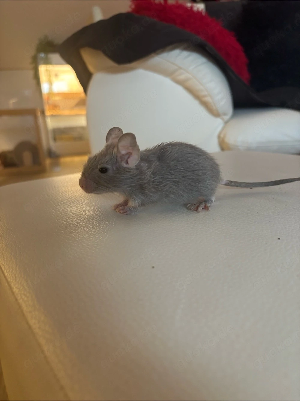 2 süße Degu-Mädchen