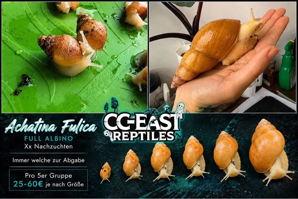 Achatina Fulica full albino NZ achatschnecken