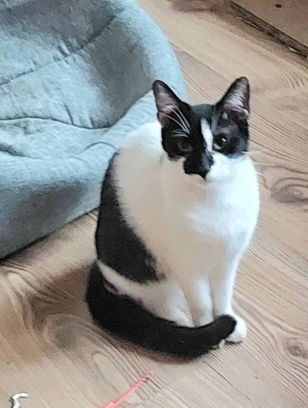 Thea Freundliches Katzenmädel sucht Familie zum Kuscheln