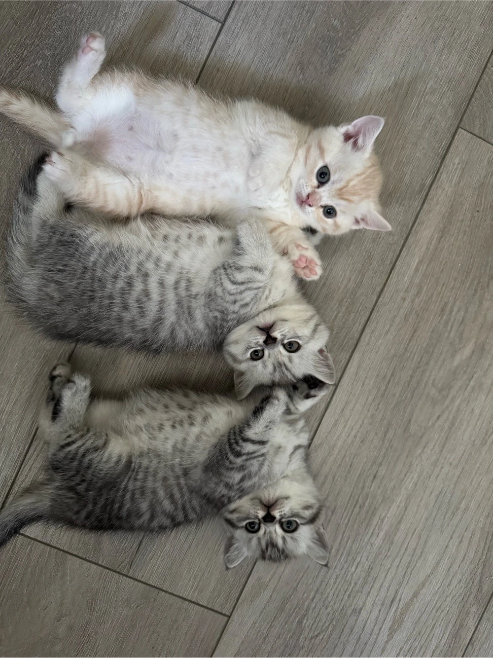 zum Verkaufen drei süsse BKH Kitten