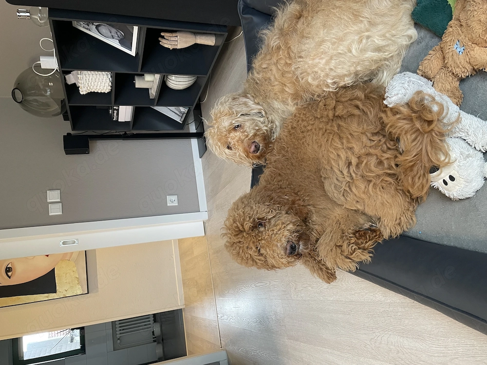 Labradoodle F1bb Wurfankündigung