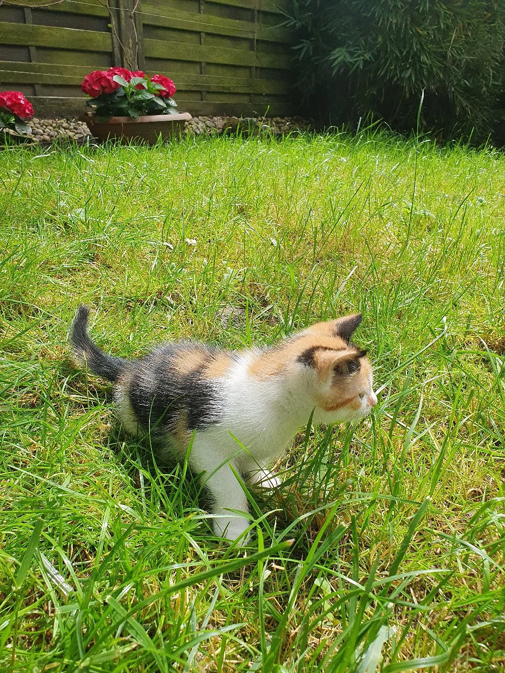 Babykatze Europäische kurzhaar weiblich