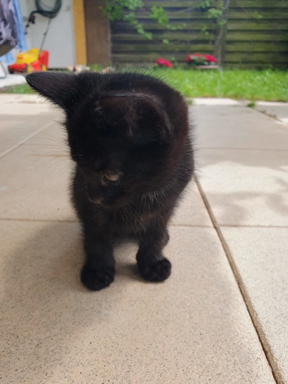 Babykatze Männlich 