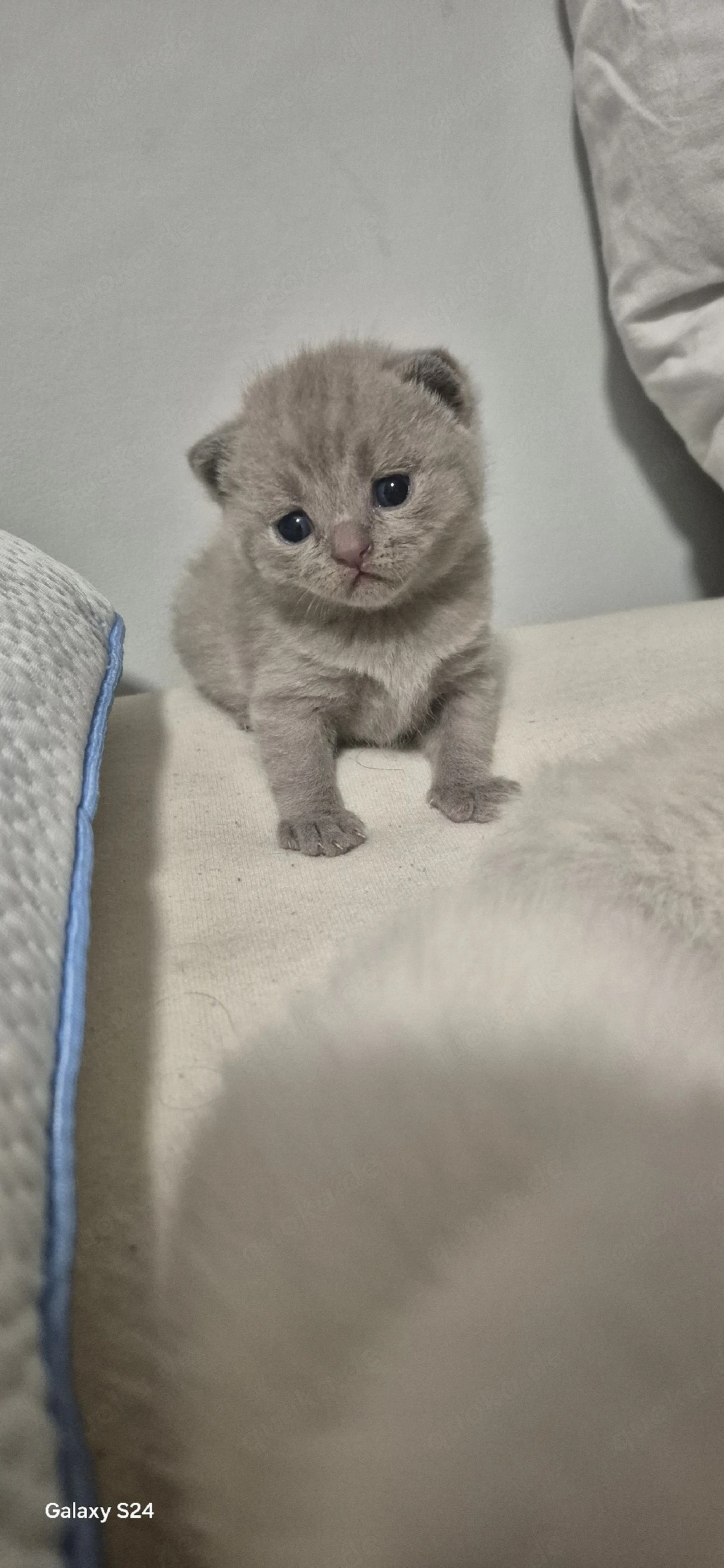 bkh kitten ab Juli abzugeben 