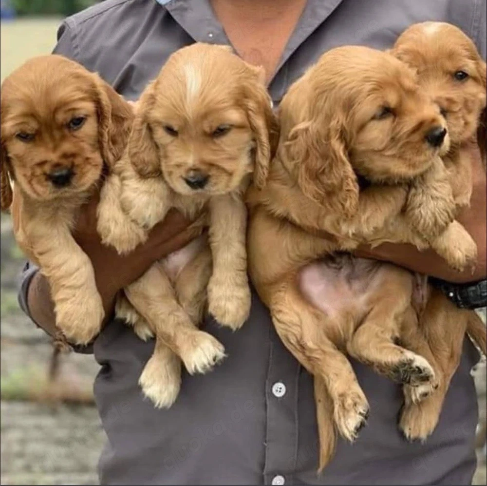 Cocker Spaniel Welpen