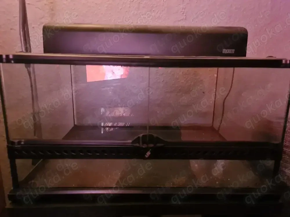 Exo Terrarium 60x45x30 plus Compact Top...Leichte Kalk Spuren