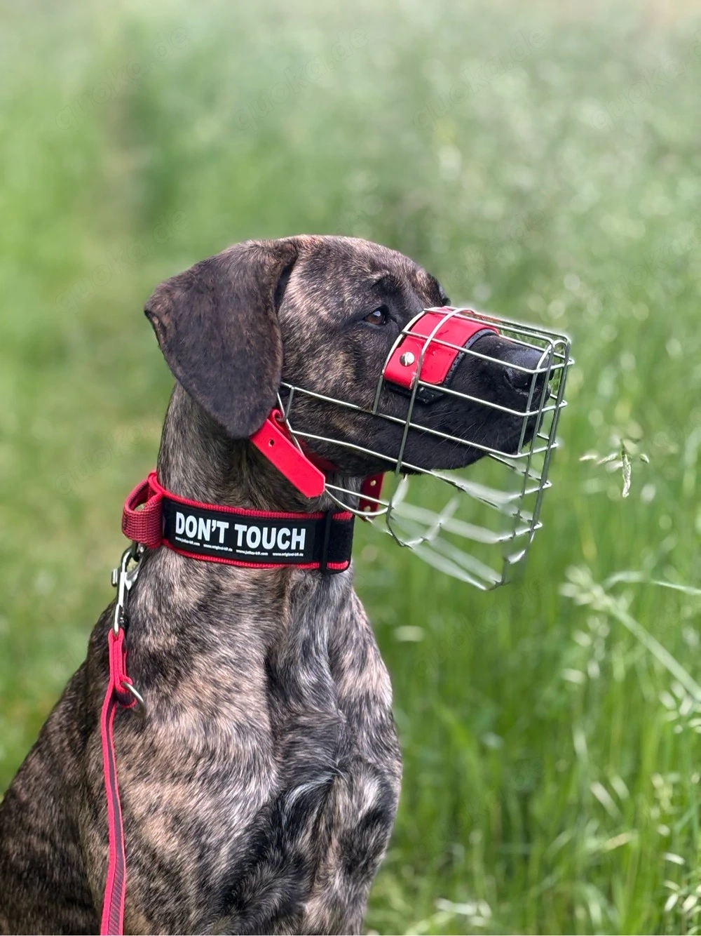 Azula sucht Hundekontakt :)