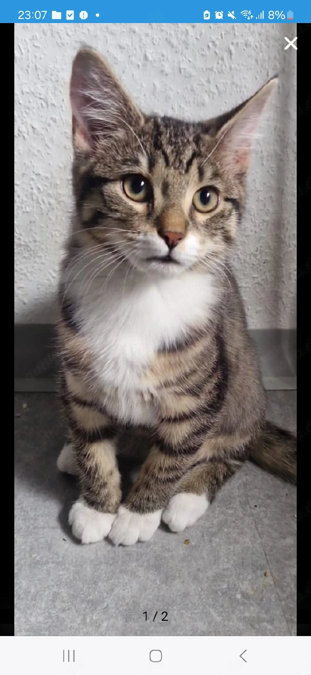 liebevolle katze sucht ein neues zuhause
