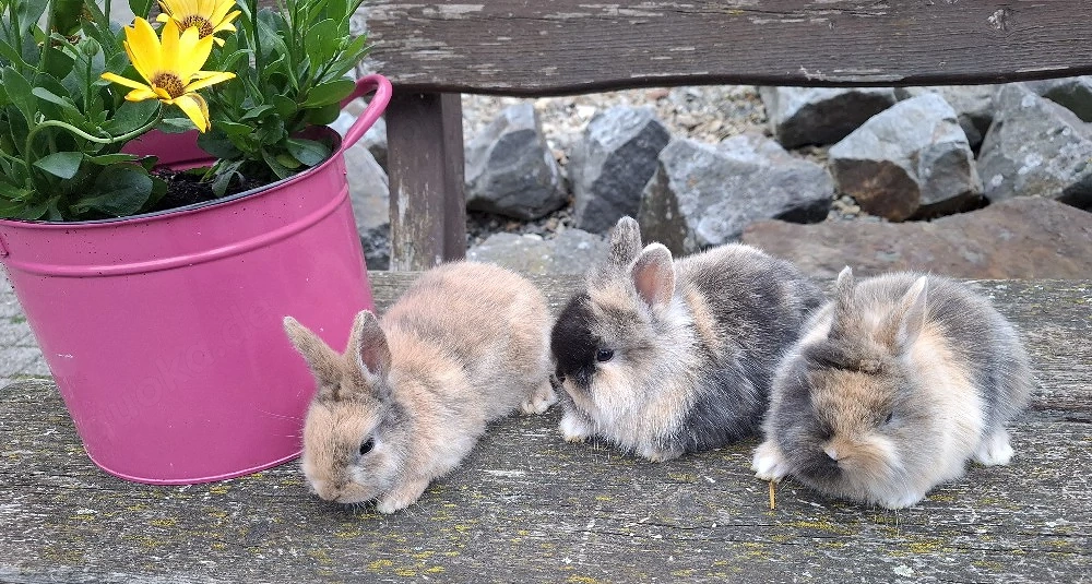 Zwergkaninchen 