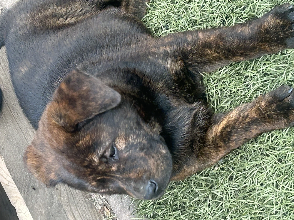 Labrador mix Hündin 