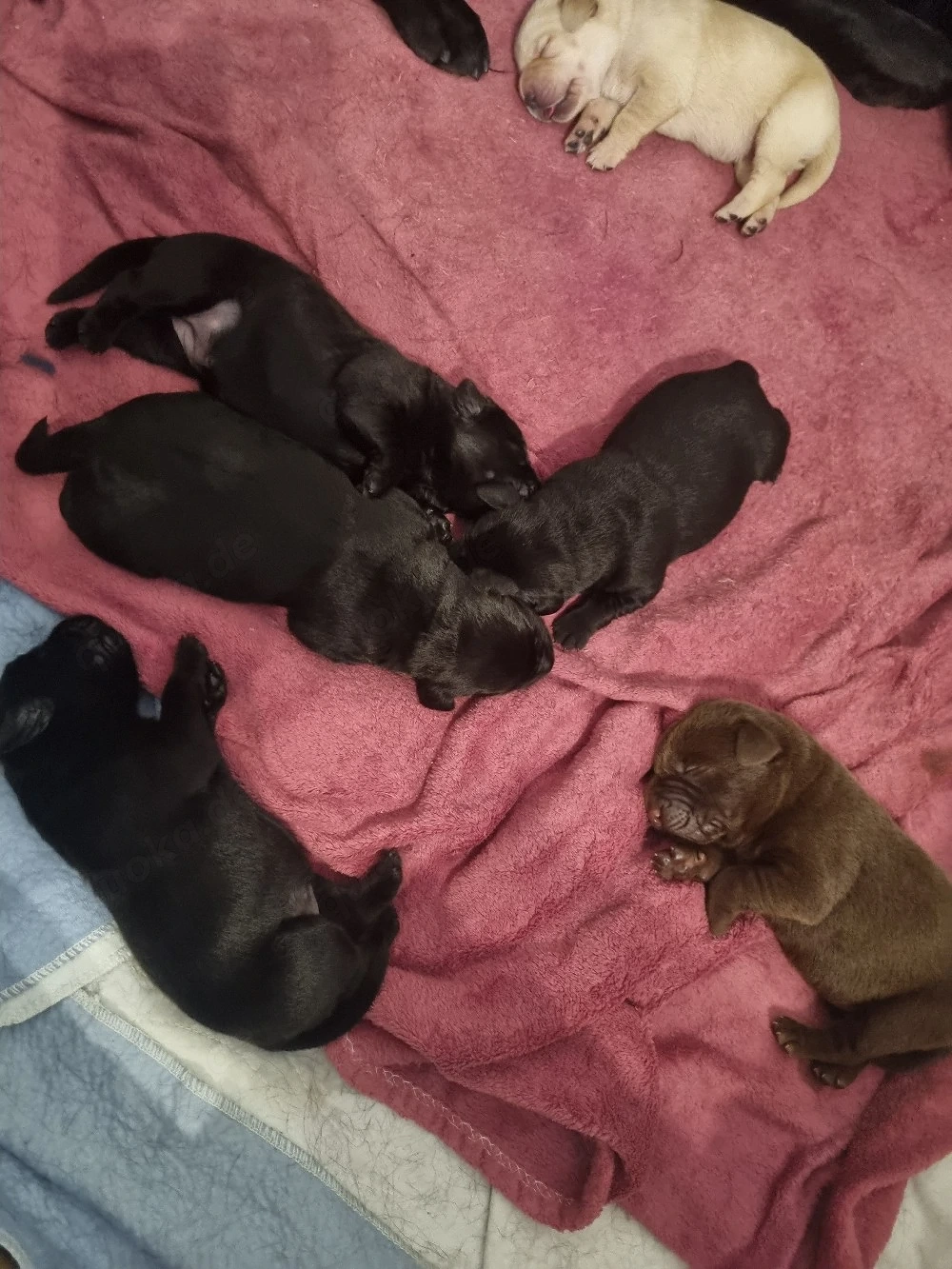 Labradorwelpen 