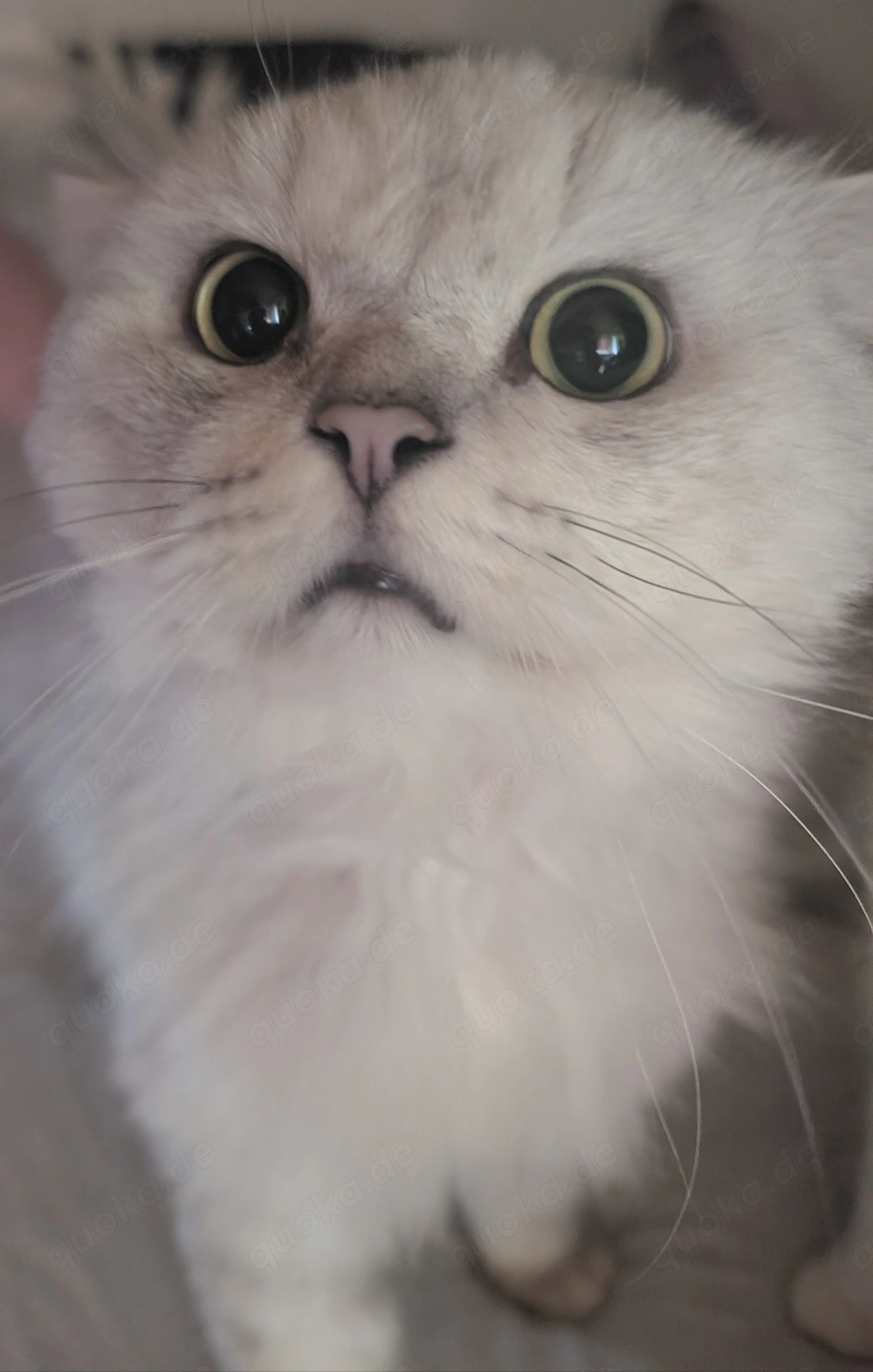 Langhaar Kater sucht neues Zuhause