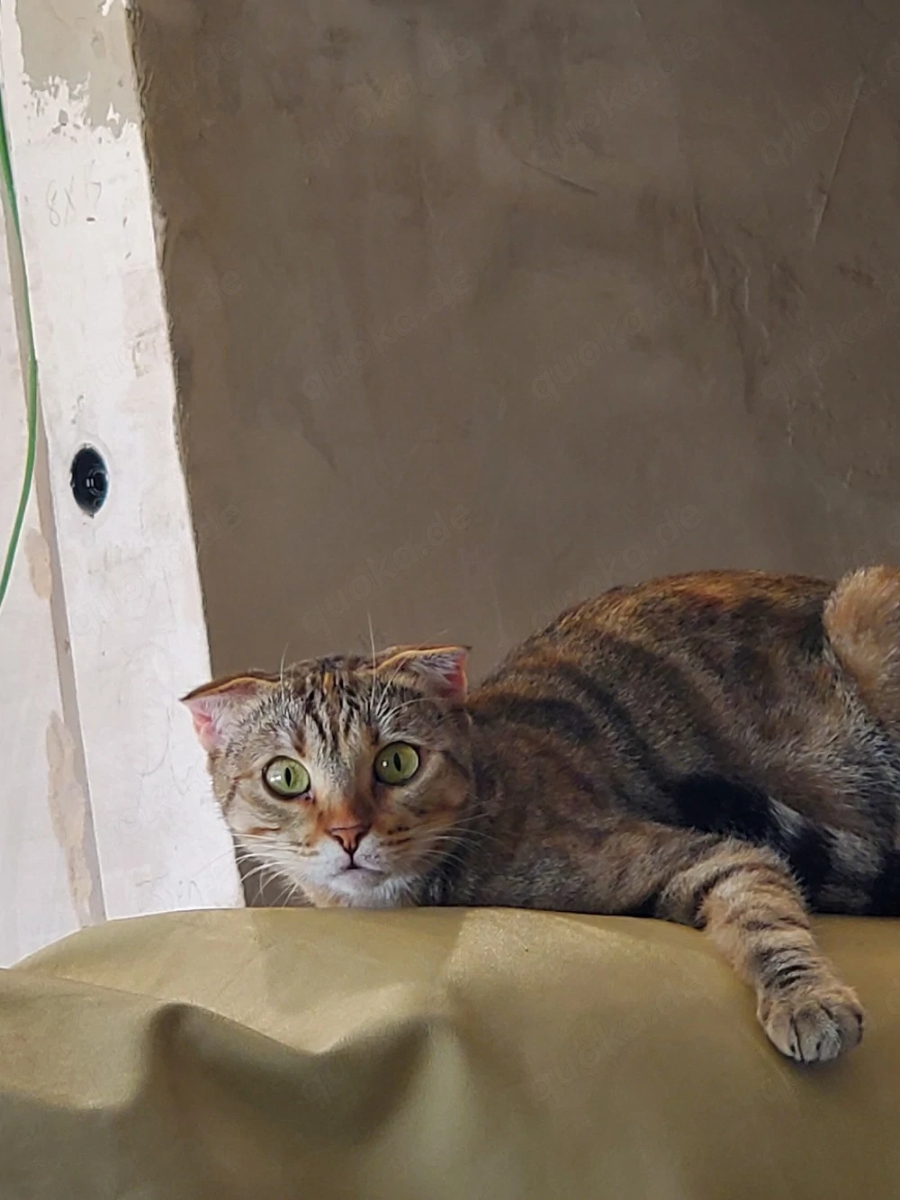 Liebevolles Zuhause für meine Katze gesucht