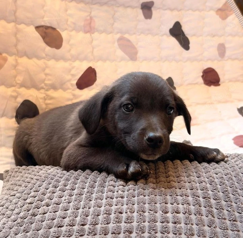 Rico - Labrador Mix sucht Zuhause!
