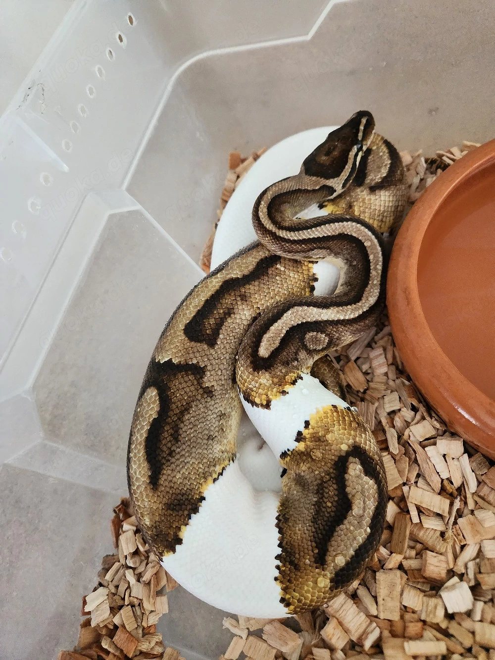 1.0 Königspython Piebald 100% het Albino