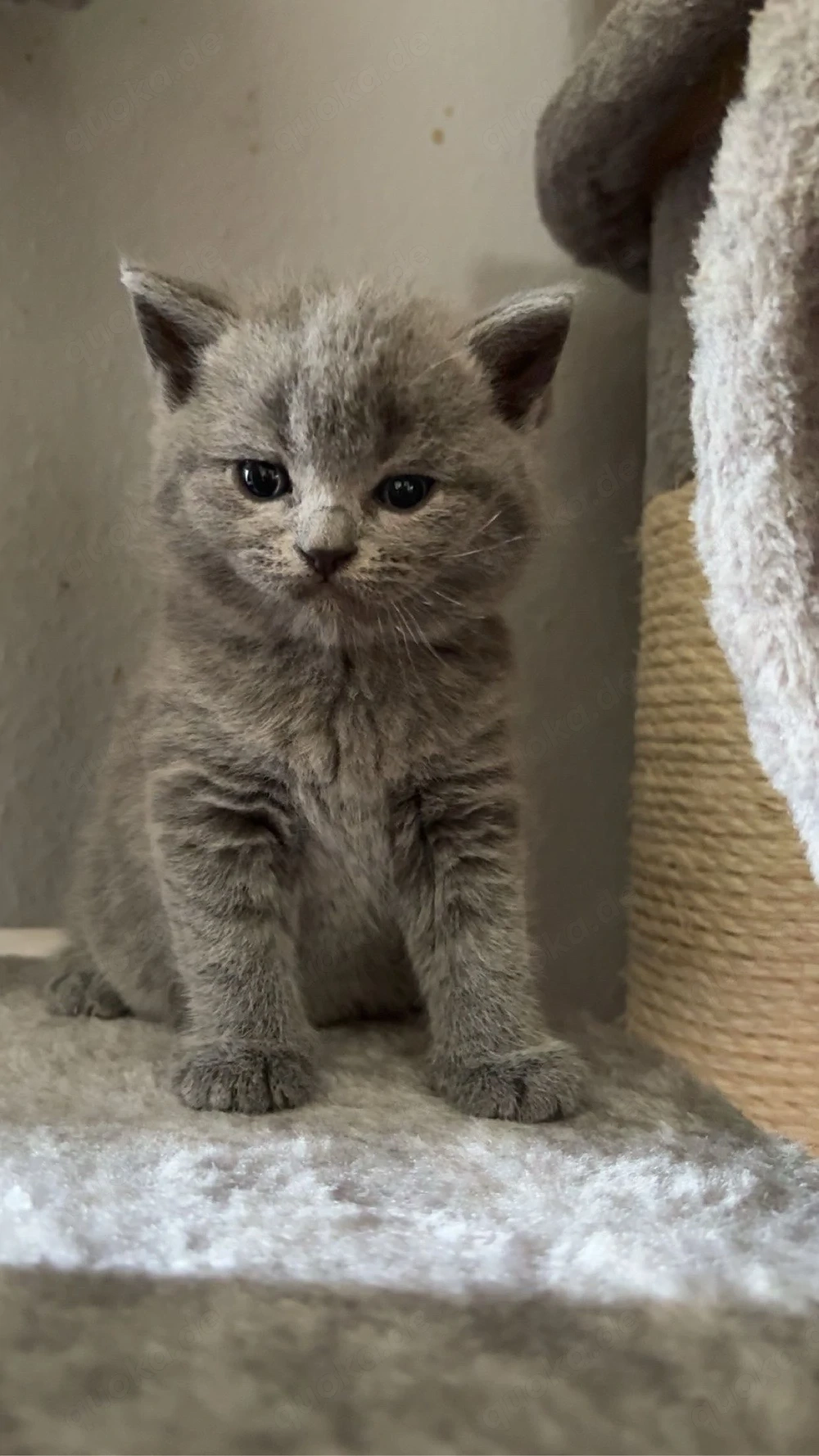 3 Wunderschöne Bhk mix kitten 