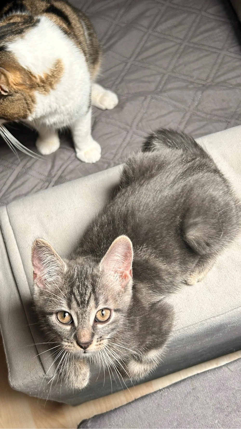 Süße Babykatze sucht liebevolles Zuhause