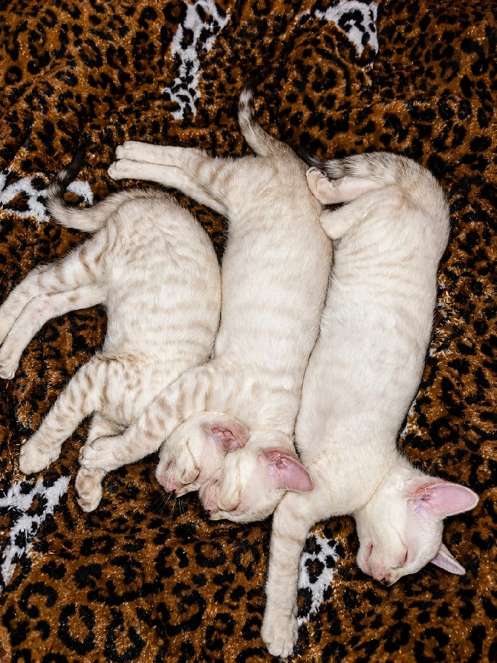 Bengal Toyger Kitten 